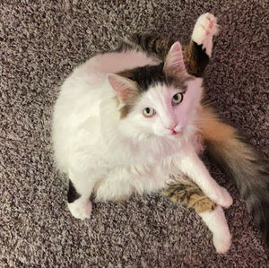 Meet your Posher, Paula